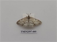 藏品(尺蛾110)的圖片